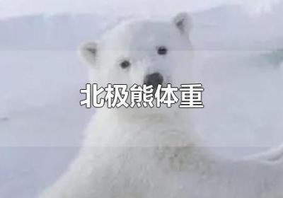 北极熊体重-爱问AIOFO